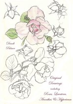 Sketchbook Drawings - Original Drawings Including Roses, Lavatera, Acanthus and Hypericum