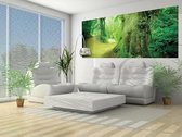 Forest Nature Trees Photo Wallcovering