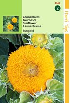 2 stuks Helianthus Annuus Sungold Dubbelbl. Laag