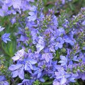 6 x Veronica Prostrata 'Blue Sheen' - Ereprijs - Blauwe bloemen, laagblijvend