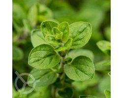 Oregano (Wilde Marjolein) zaden biologisch 0.1 g