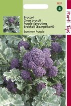 2 stuks Broccoli Summer Purple