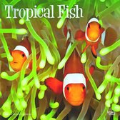 Tropical Fish Kalender 2020