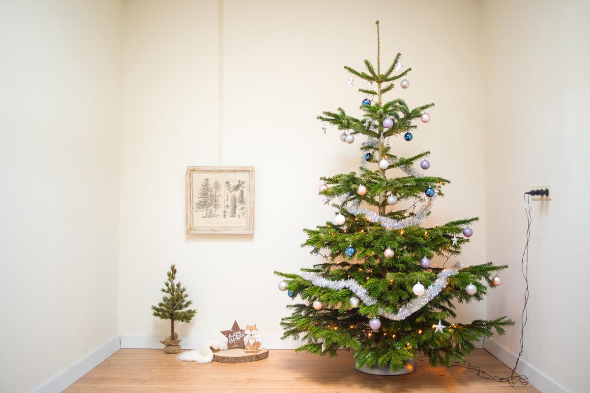 Echte kerstboom Nordmann spar 2.25 - 2.50 meter zonder kluit | bol.com