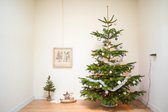 Echte kerstboom Nordmann spar 2.25 - 2.50 meter zonder kluit