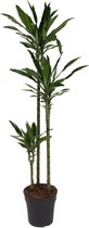 Kamerplant van Botanicly – Drakenboom – Hoogte: 125 cm – Dracaena fragr. Janet Lind