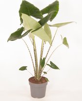 Kamerplant van Botanicly – Olifantsoor – Hoogte: 95 cm – Alocasia Zebrina