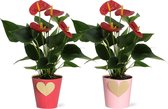 Bloemen van Botanicly – 2 × Flamingoplant – Hoogte: 36 cm – Anthurium Andreanum Success Red