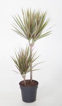 Kamerplant van Botanicly – Drakenboom – Hoogte: 105 cm – Dracaena Marginata Bicolor