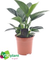 Kamerplant van Botanicly – Philodendron erubescens Green Princess – Hoogte: 50 cm