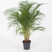Kamerplant van Botanicly – Goudspalm – Hoogte: 160 cm – Dypsis lutescens