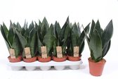 Kamerplant van Botanicly – Vrouwentongen – Hoogte: 35 cm – Sansevieria trif. Superba green