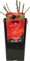 Rosa 'Piccadilly' - Grootbloemige roos, Pot 3.5L, 40 cm: Stralende rood-gele bloemen met een klassieke vorm en heerlijke geur.