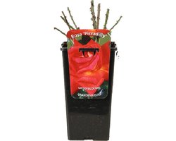 Rosa 'Piccadilly' - Grootbloemige roos, Pot 3.5L, 40 cm: Stralende rood-gele bloemen met een klassieke vorm en heerlijke geur.