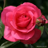 1x Rosa 'Rosanna'®  - KORDES - Kordes klimroos - Plant-o-fix C2