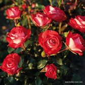 1x Rosa 'Planten un Blomen'® syn. 'Stad Nieuwpoort'®  - KORDES - Kordes Rigo-roos - Plant-o-fix C2