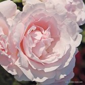 1x Rosa 'Constance Mozart'®  - KORDES - Kordes Parfuma® roos - Plant-o-fix C2
