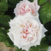 1x Rosa 'Madame Anisette'® - KORDES - Kordes Parfuma® rose - Plant-o-fix C2