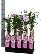 Clematis 'Nelly Moser' 60-70cm - 2 stuks - wit roze bloemen - klimplant- in pot