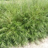 Salix rosmarinifolia - Sierwilg - Pot Ø 19 cm (3 liter)