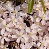 Clematis armandii 'Apple Blossom' - Bosrank - Planthoogte: 80-100 - Rozenpot 14 cm (2 liter)