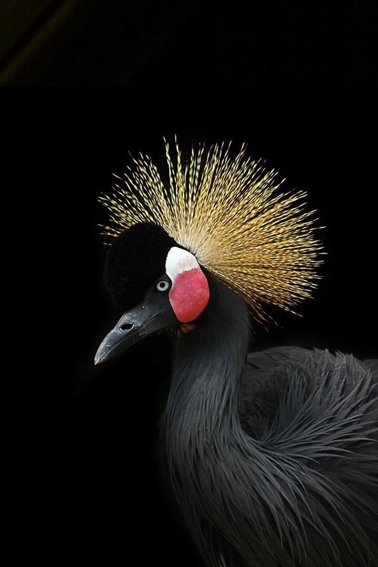 Bird collection II - Fotokunst op Plexiglas - Incl. blind ophangsysteem en 5 jaar garantie
