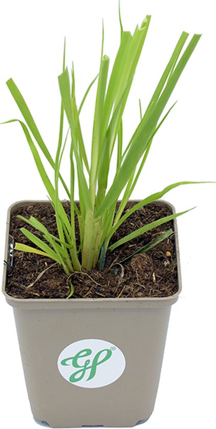 12 x Cortaderia selloana Pumila - Herbe de la pampa en pot 9x9cm avec  hauteur 5-10cm | bol.com