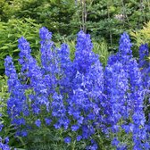 Delphinium 'Blauwal' - Ridderspoor - Pot 17 cm (2 liter)