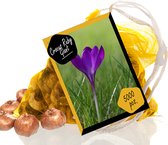 Crocus Ruby Giant per 1000