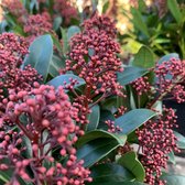 Skimmia japonica 'Rubella' - Planthoogte: 35 cm - Pot 15 cm (1,5 liter)
