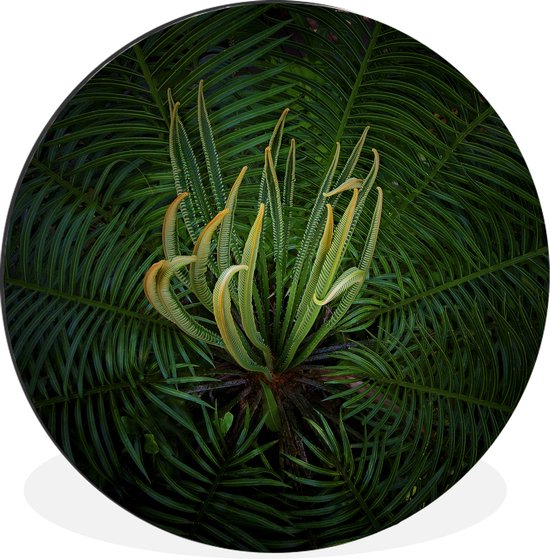 WallCircle - Wandcirkel - Muurcirkel - Een bloeiende cycas plant op een zwarte achtergrond - Aluminium - Dibond - ⌀ 60 cm - Binnen en Buiten