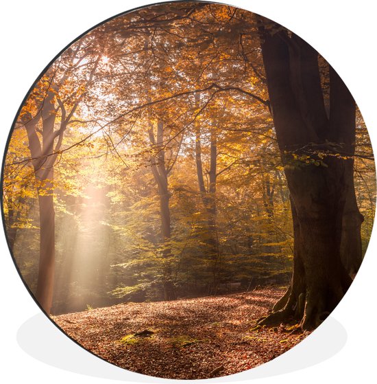 WallCircle - Wall Circle - Wall Circle - Arbres - Automne - Oranje - Aluminium - Dibond - 140x140 cm - Intérieur et Extérieur