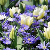 Bloembollen mix - hyacintbollen, tulpenbollen, krokusbollen - 50 bollen