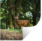 Stickers Stickers muraux - Cerf - Forêt - Animal - 100x100 cm - Feuille adhésive XXL