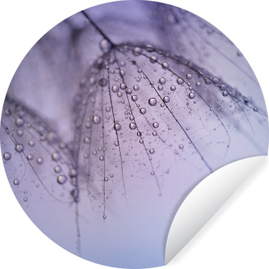 Rosée précoce sur les graines de pissenlit Sticker mural cercle mural 100x100 cm / cercle papier peint / cercle mural / cercle vivant - auto-adhésif et coupe ronde