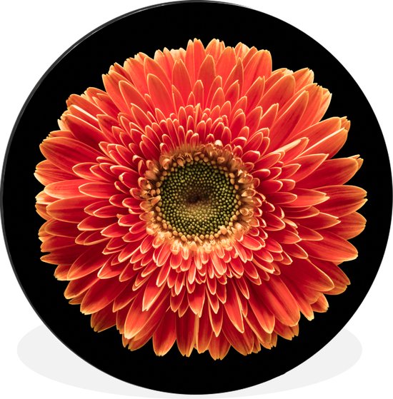 WallCircle - Wandcirkel - Muurcirkel - Een oranje gerbera bloem tegen een zwarte achtergrond - Aluminium - Dibond - ⌀ 60 cm - Binnen en Buiten