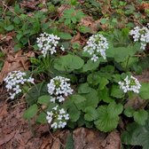 Pachyphragma macrophyllum - Kaukasische look - Pot Ø 9 cm (0,7 liter)