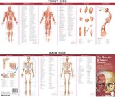 Anatomical Chart Company'S Illustrated Pocket Anatomy: The M