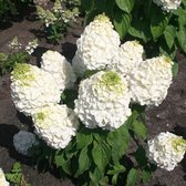 Hydrangea paniculata 'Magical Mont Blanc' - Pluimhortensia - Pot Ø 17 cm (2 liter)