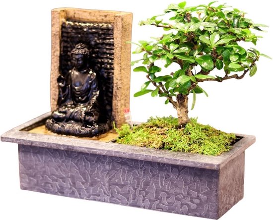 Plant in a Box - Bonsai boompje met Easy-care watersysteem én stromende waterval over Buddha beeldje - kamerplant - Hoogte ↕ 25-30cm