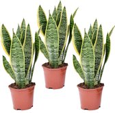 Plant in a Box - Sansevieria Laurentii - Set van 3 kamerplanten - Vrouwentong - Pot ⌀12cm - Hoogte ↕ 30-40cm