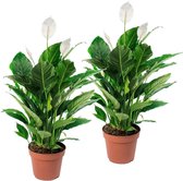 Bol.com Plant in a Box - Spathiphyllum Lima - Set van 2 - Luchtzuiverende kamerplant - Pot 17cm - Hoogte 60-75cm aanbieding
