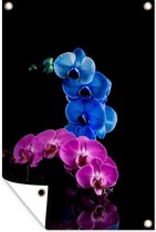 Tuinposter - Tuindoek - Tuinposters buiten - Blauwe en roze orchidee tegen een zwarte achtergrond - 80x120 cm - Tuin