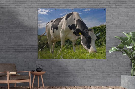Une vache frisonne broutant par une belle journée d'été Affiche de jardin 160x120 cm - Toile de jardin / Toile d'extérieur / Peintures d'extérieur (décoration de jardin) XXL / Groot format!
