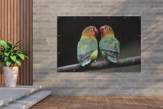 Décoration murale Impression photo Inséparables perroquets - 180x120 cm - Affiche jardin