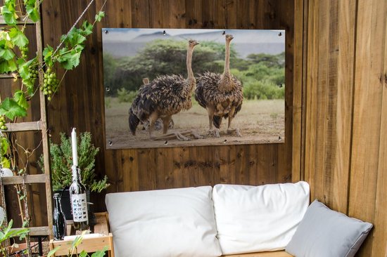 Affiche de jardin d'autruches femelles 120x80 cm - Toile de jardin / Peintures extérieur / Peintures d'extérieur (décoration de jardin)
