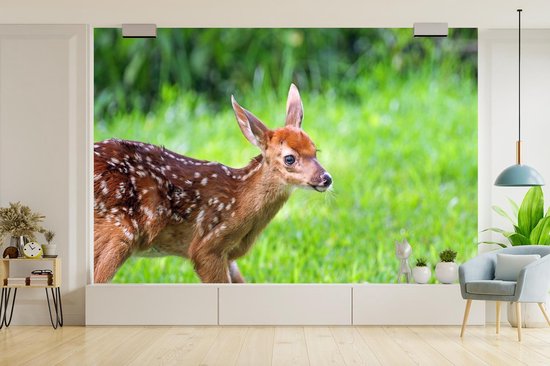 Papier peint photo peint photo vinyle - Jeune cerf court sur l'herbe largeur 390 cm x hauteur 260 cm - Tirage photo sur papier peint (disponible en 7 tailles)