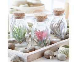Plant in a Box - Mix van 3 Tillandsia - Luchtplantjes in glazen deco flesje