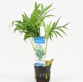 Moerings Terrarium Planten - 1 x Chamaedorea (palm) in pot 5 cm