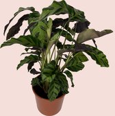 Hippeplantjes - Kamerplant - Calathea Green Star - Groen gestreept - 65 centimeter